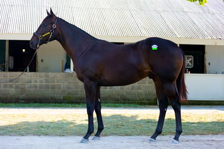 The Good Samaritan colt consigned as Hip 2175 at the Keeneland September Sale