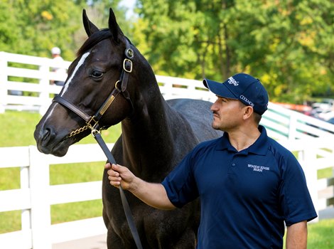 Arrogate Colt Making Impression at Keeneland - BloodHorse