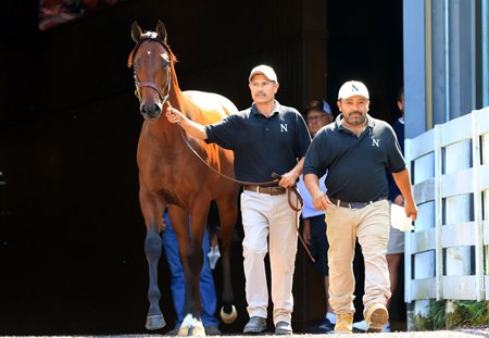 The Quality Road colt consigned as Hip 886 departing the sales pavilion after realizing $1.7 million at the Keeneland September Sale