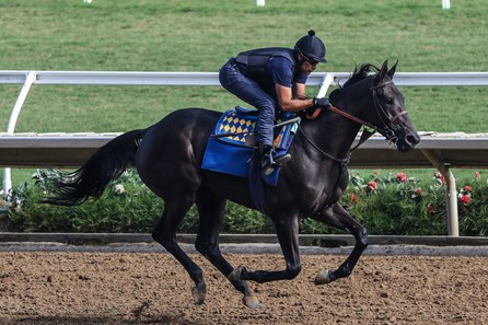 Adare Manor - Horse Profile - BloodHorse