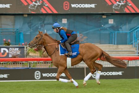 Modern Games trains over the turf Sept. 16 at Woodbine 