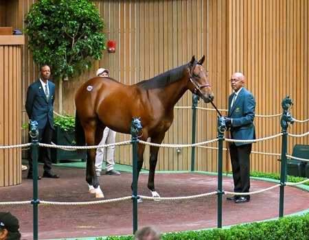 The Quality Road colt consigned as Hip 886 in the ring at the Keeneland September Sale