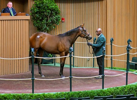 The Twirling Candy filly consigned as Hip 621 in the ring at the Keeneland September Sale