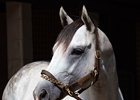 Pleasant Acres Stallions announces the arrival of graded stakes winning son of Tapit – Magic on Tap – for the 2023 breeding season with a $5,000 fee.