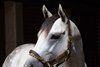 Pleasant Acres Stallions announces the arrival of graded stakes winning son of Tapit – Magic on Tap – for the 2023 breeding season with a $5,000 fee.