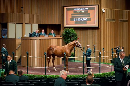The Constitution colt consigned as Hip 192 in the ring at the Keeneland September Sale