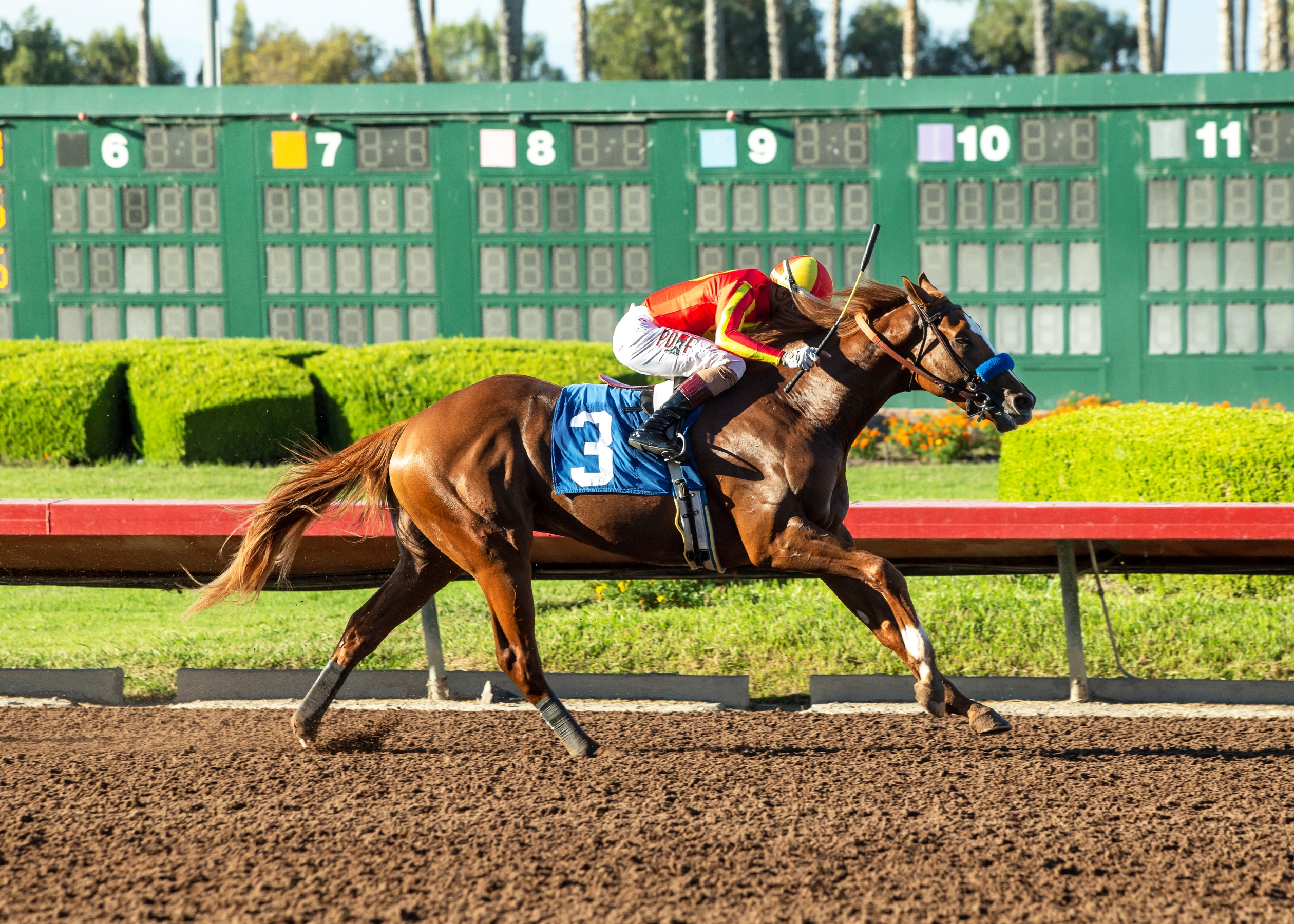 Hard to Figure, Henry Q Battle in Sunland Park Derby - BloodHorse