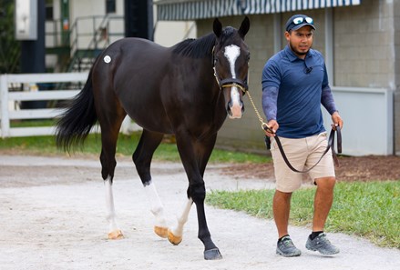 Sharp Azteca - Horse Profile - BloodHorse