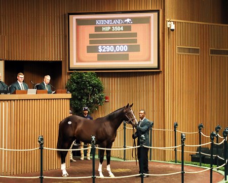 The Girvin colt consigned as Hip 3504 at the Keeneland September Sale