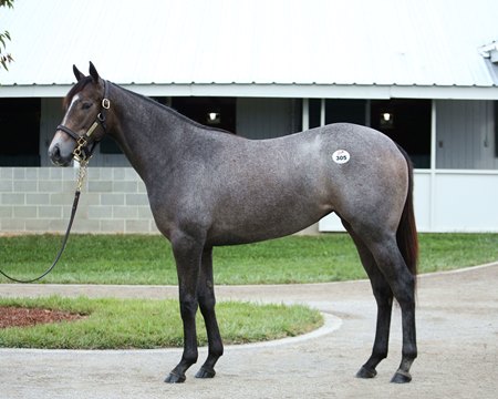 The Ghostzapper filly consigned as Hip 305 at Blake-Albina Thoroughbred Services' consignment at the Keeneland September Sale