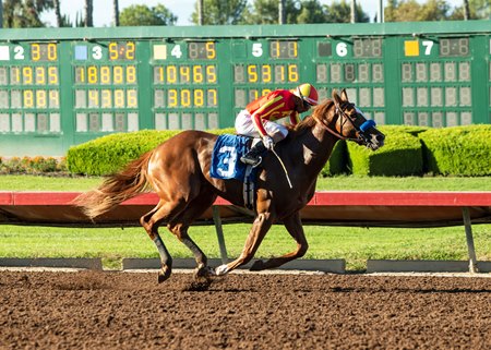 Hard to Figure wins the 2022 Capote Stakes at Los Alamitos Race Course