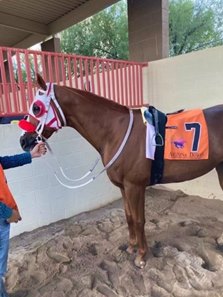 Success Rate in the paddock Sept. 12 before racing at Arizona Downs 