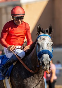 Teddy's Barino - Horse Profile - BloodHorse