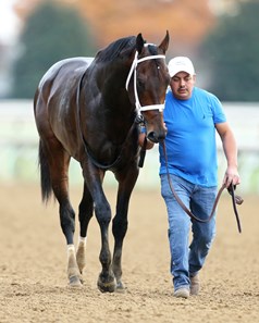 West Will Power - Horse Profile - BloodHorse