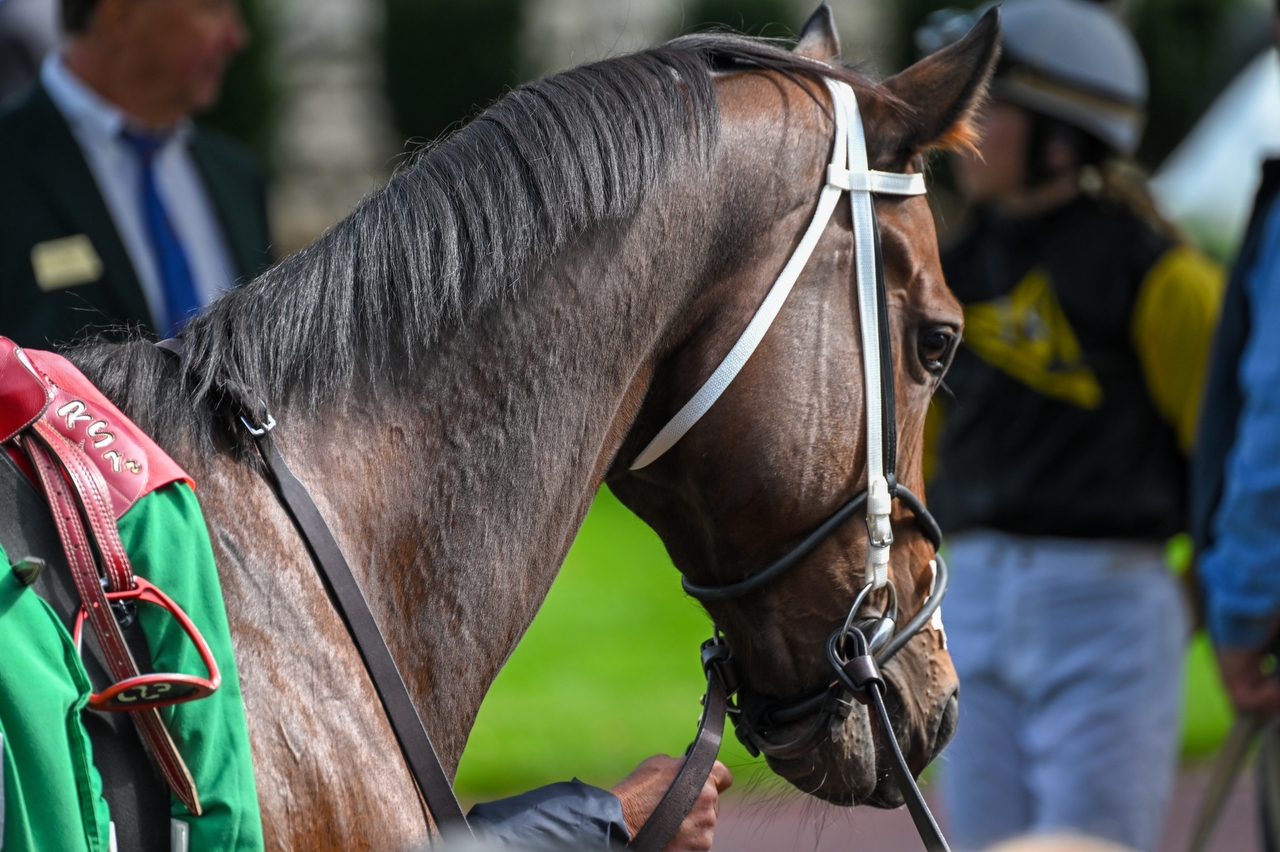 Goraiko's Nisai Yushun Victory Flatters Yamanin Ours - BloodHorse