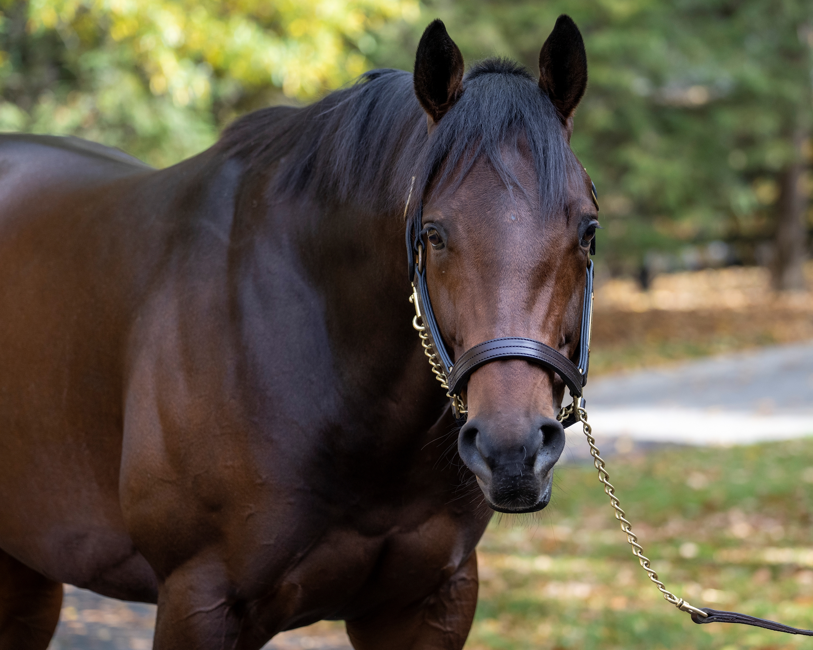 Early Voting S First 2024 Mare Confirmed In Foal BloodHorse   0c99845bdf9f426e90a64f4f80cb5ec5 