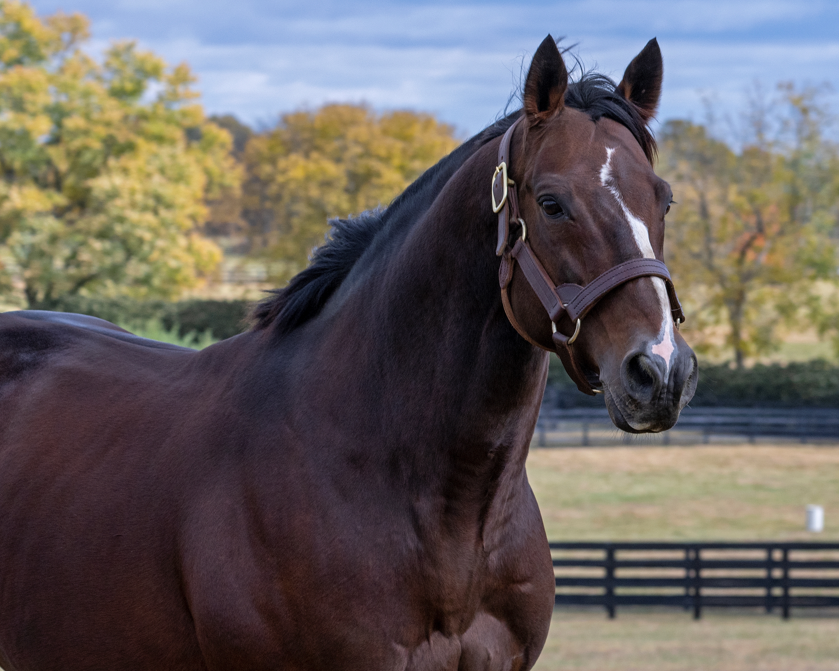 Constitution Holds Steady Atop WinStar 2025 Stud Fees