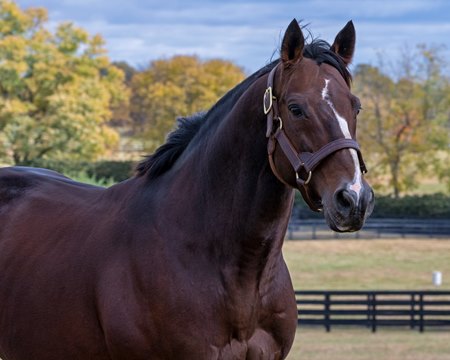 Constitution at WinStar Farm