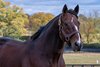 Constitution in his paddock at WinStar Farm on Oct. 18, 2022. 



