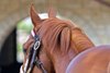 Rich Strike schooling at Keeneland, near Lexington, Ky., on Oct. 29, 2022. 



