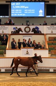 The Dubawi colt consigned as Lot 167 in the ring at the Tattersalls October Sale