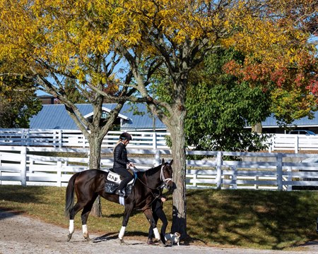 Chocolate Gelato returns from training Oct. 15 at Keeneland