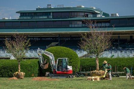 Workers plant Cherry trees at Keeneland