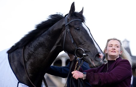 Auguste Rodin (IRE) - Horse Profile - BloodHorse