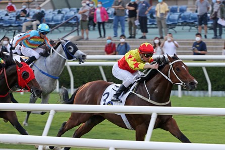 California Spangle (IRE) - Horse Profile - BloodHorse