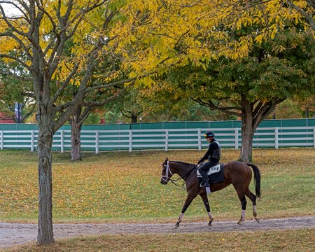 A horse trained by Todd Pletcher, a TLore client, walks back to the trainer's barn in 2022 at Keeneland