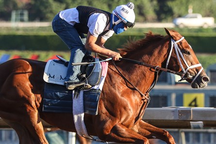 Ce Ce - Horse Profile - BloodHorse