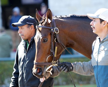 Echo Zulu - Horse Profile - BloodHorse