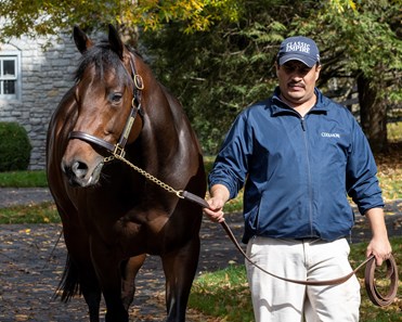 Early Voting - Horse Profile - Bloodhorse