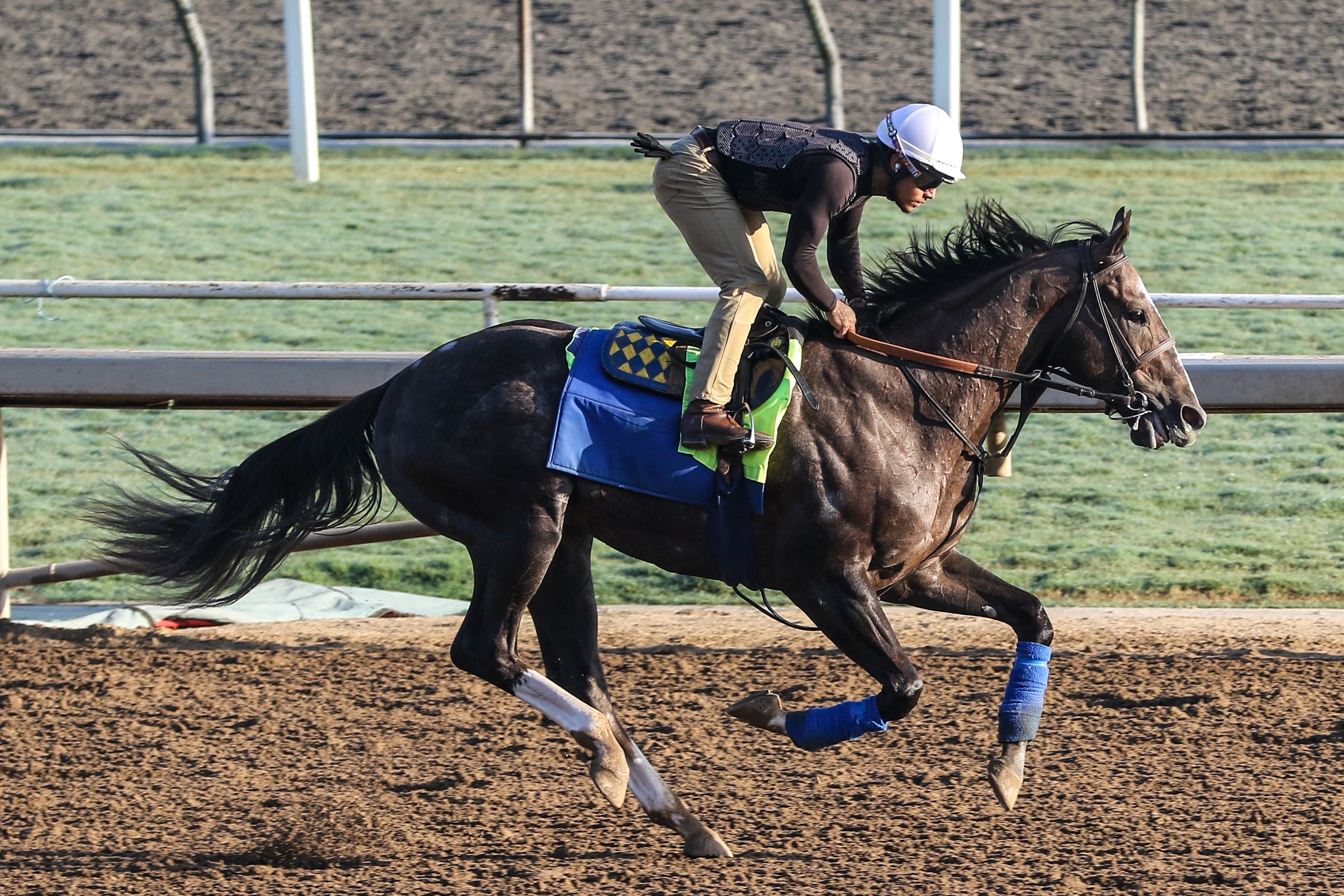 Reincarnate - Horse Profile - BloodHorse