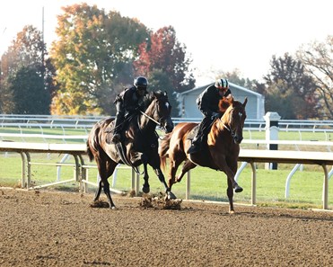 Nakatomi - Horse Profile - BloodHorse