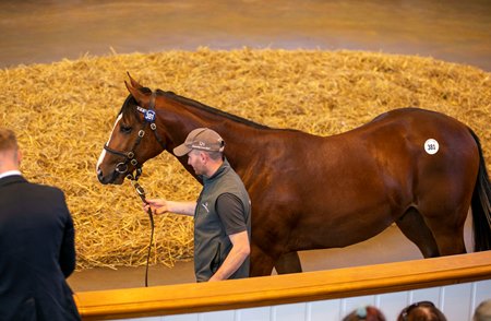 The Frankel colt consigned as Lot 381 in the ring at the Tattersall's October Yearling Sale