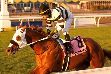 Bushido wins the 2022 Ontario Racing Stakes at Woodbine