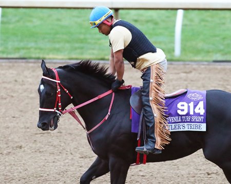 Tyler's Tribe trains last fall before the Breeders' Cup at Keeneland