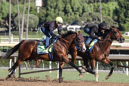 Arabian Knight - Horse Profile - BloodHorse