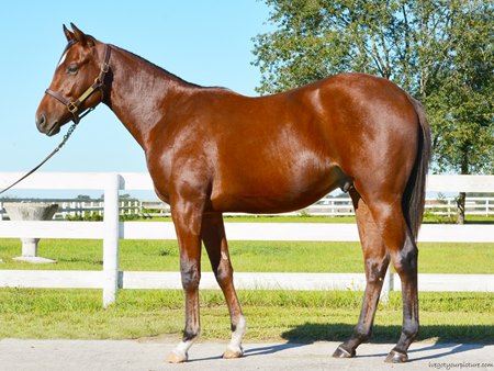 The St Patrick's Day colt consigned as Hip 151 at the OBS October Sale