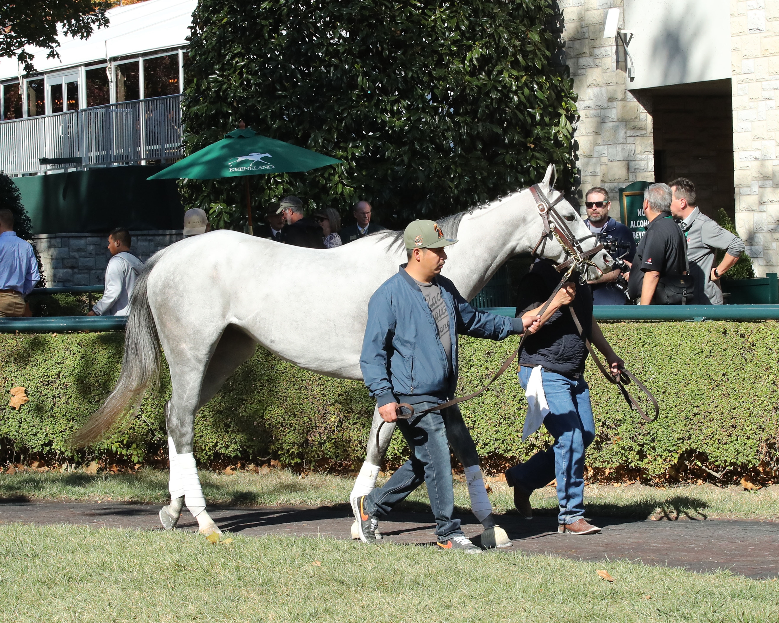 Wicked Halo - Horse Profile - BloodHorse