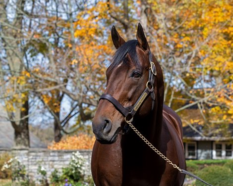 American Pharoah to Remain at Stud in Japan in 2027