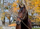 American Pharoah
American Pharaoh and Early Voting at Ashford Stud near Versailles, Ky., on Oct. 25, 2022. 



