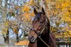 American Pharoah
American Pharaoh and Early Voting at Ashford Stud near Versailles, Ky., on Oct. 25, 2022. 



