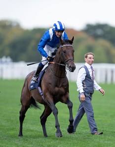 Baaeed (GB) - Horse Profile - BloodHorse