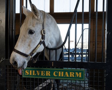 SILVER CHARM  Old Friend Equine