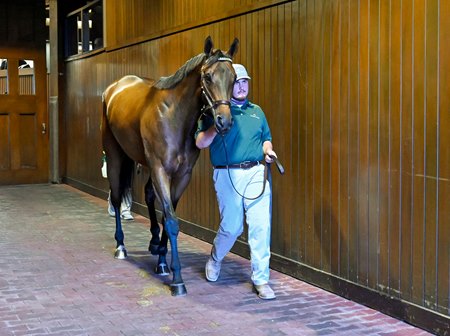 Edgeway leaves the ring after selling at the Keeneland November Sale