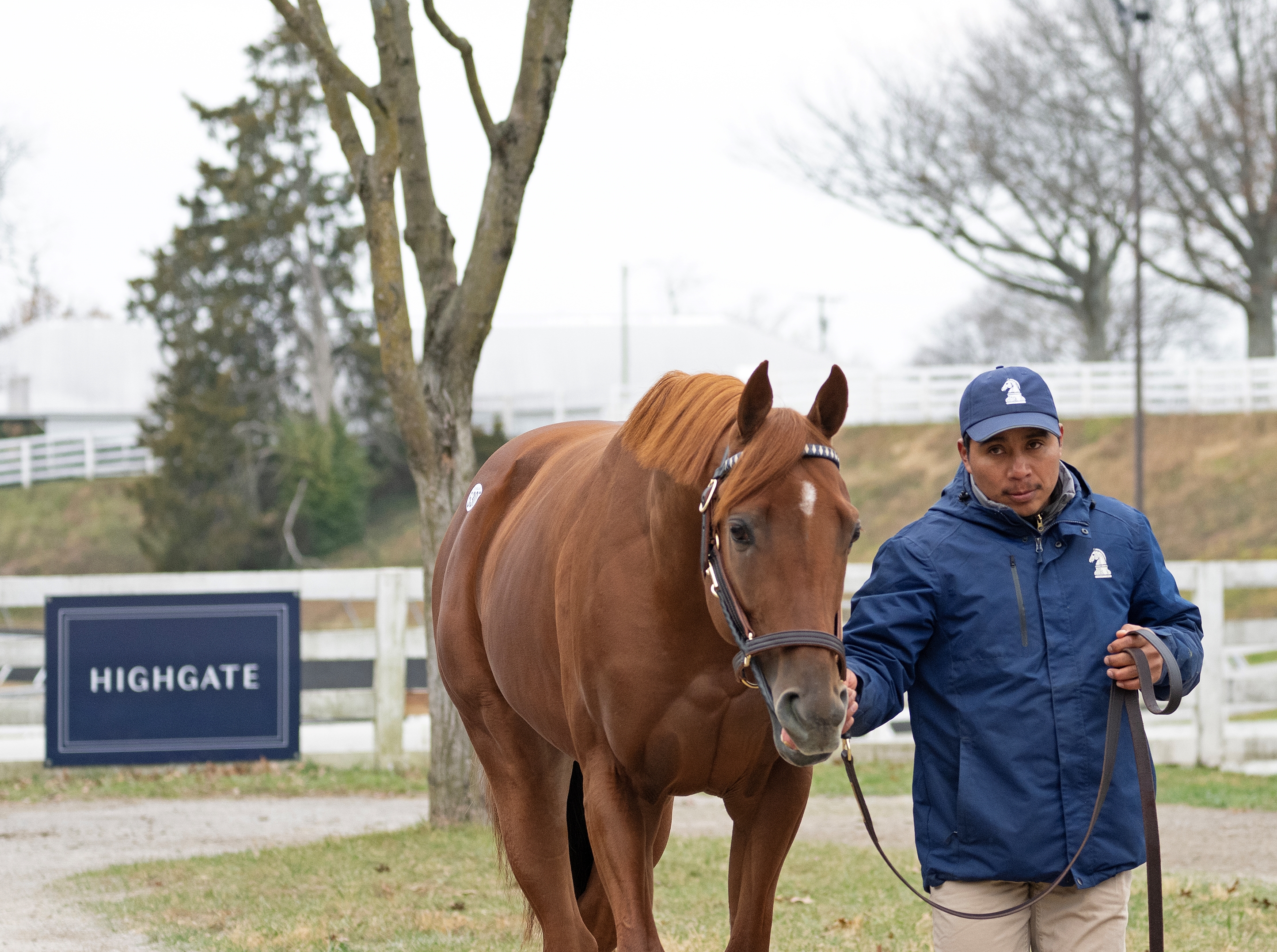 Mackinnon - Horse Profile - BloodHorse