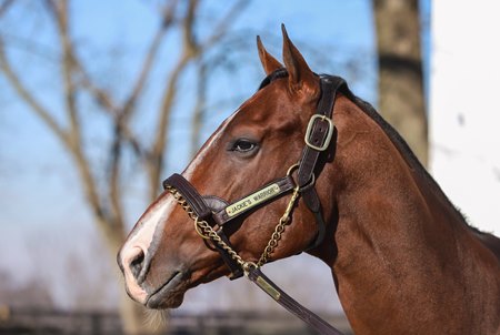 First-crop yearling sire Jackie's Warrior at Spendthrift Farm