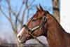 Jackie&#39;s Warrior - Spendthrift Farm, November 9, 2022